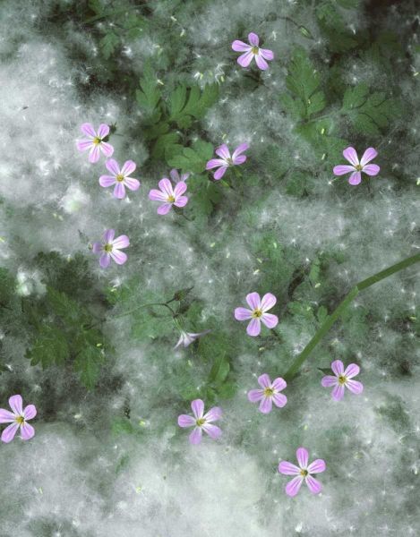 OR, Storksbill flowers surrounded by seeds